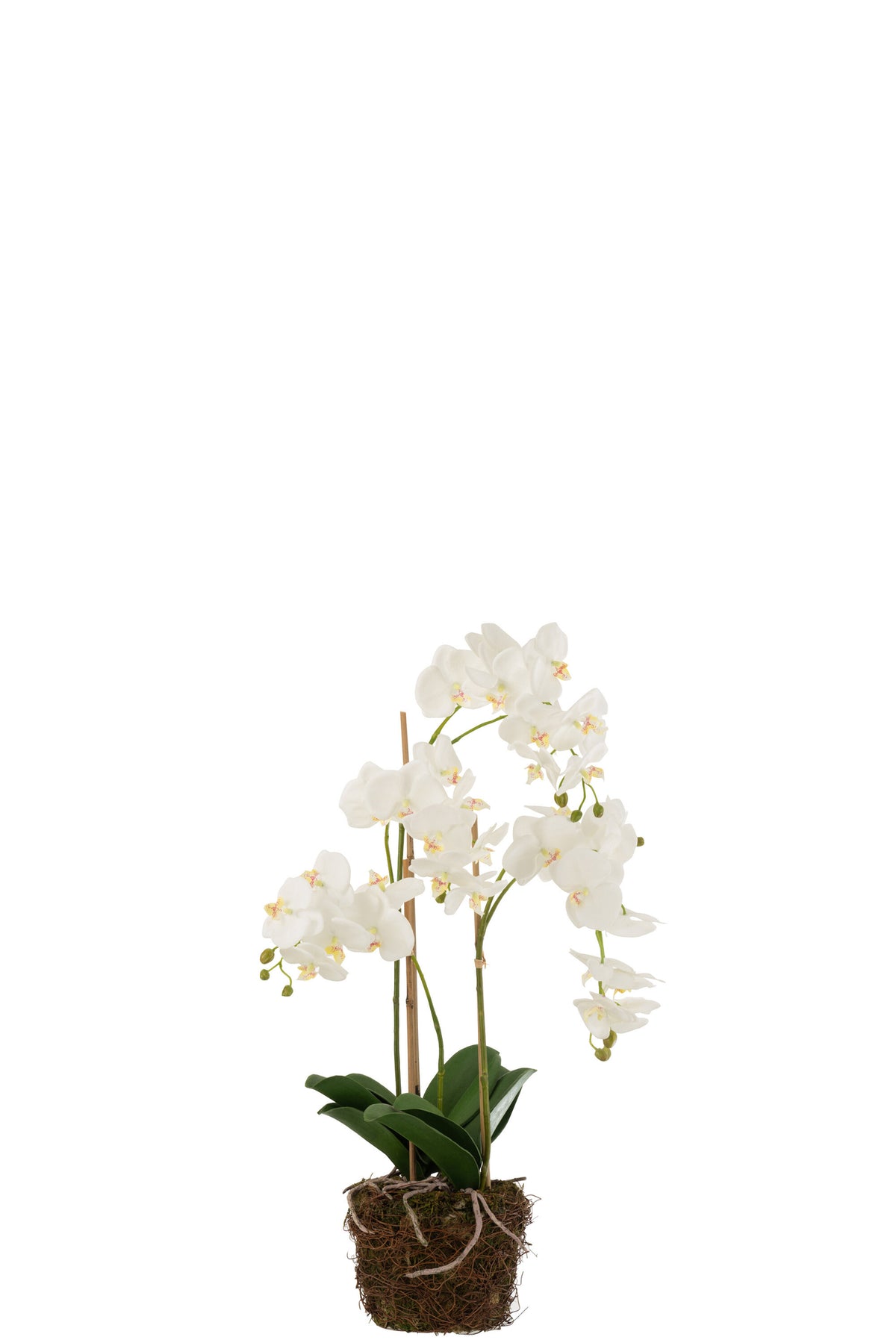 Orchidea In Terra Plastica Bianca/Verde Large 32x32x75cm