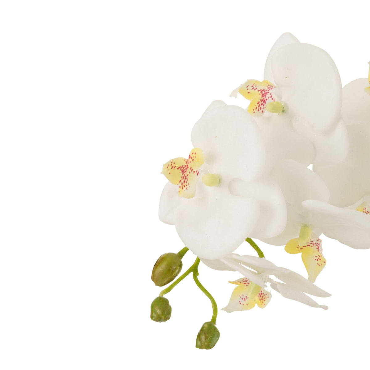 Orchidea In Terra Plastica Bianca/Verde Large 32x32x75cm