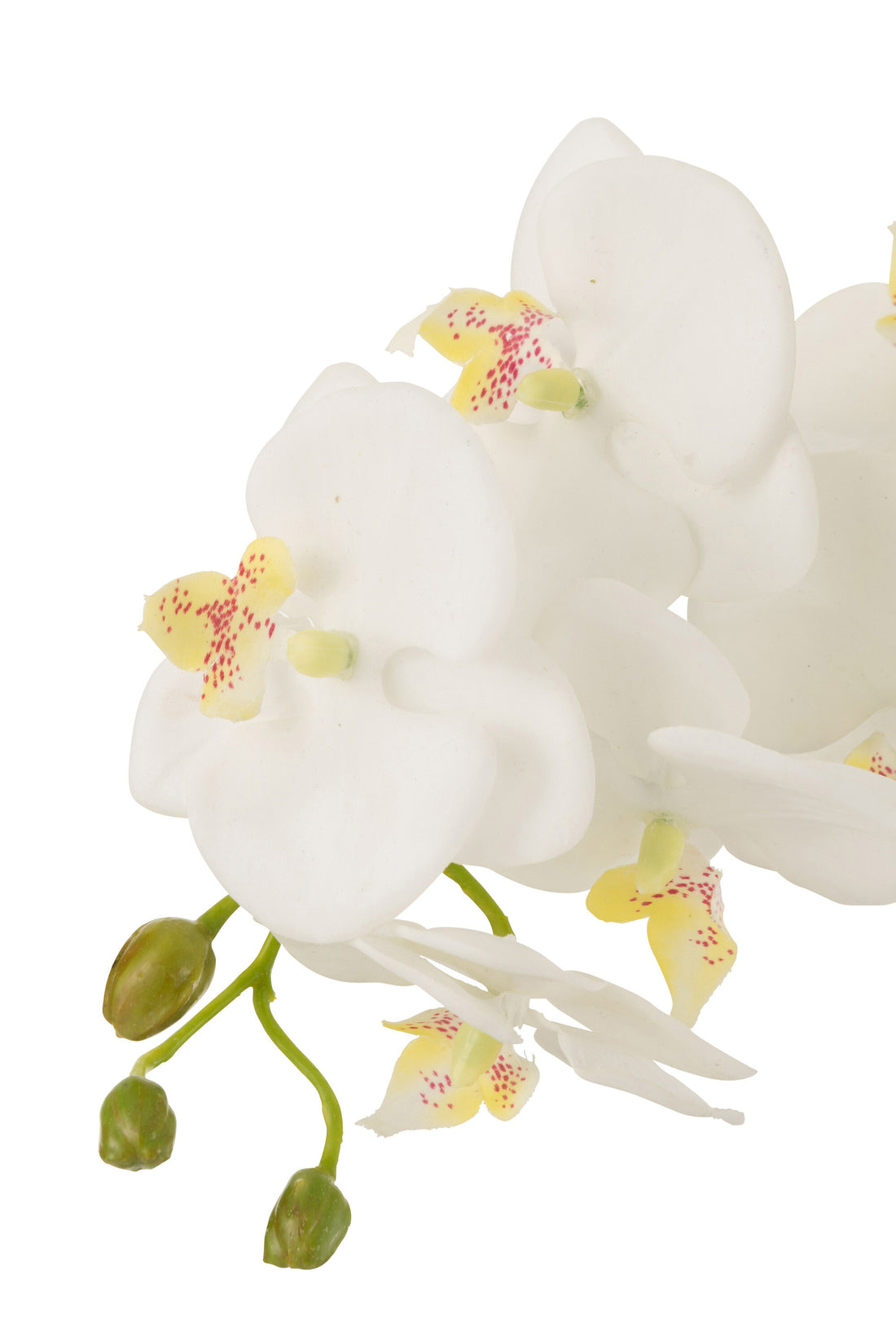 Orchidea In Terra Plastica Bianca/Verde Large 32x32x75cm