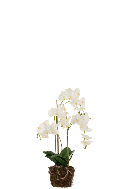 Orchidea In Terra Plastica Bianca/Verde Large 32x32x75cm