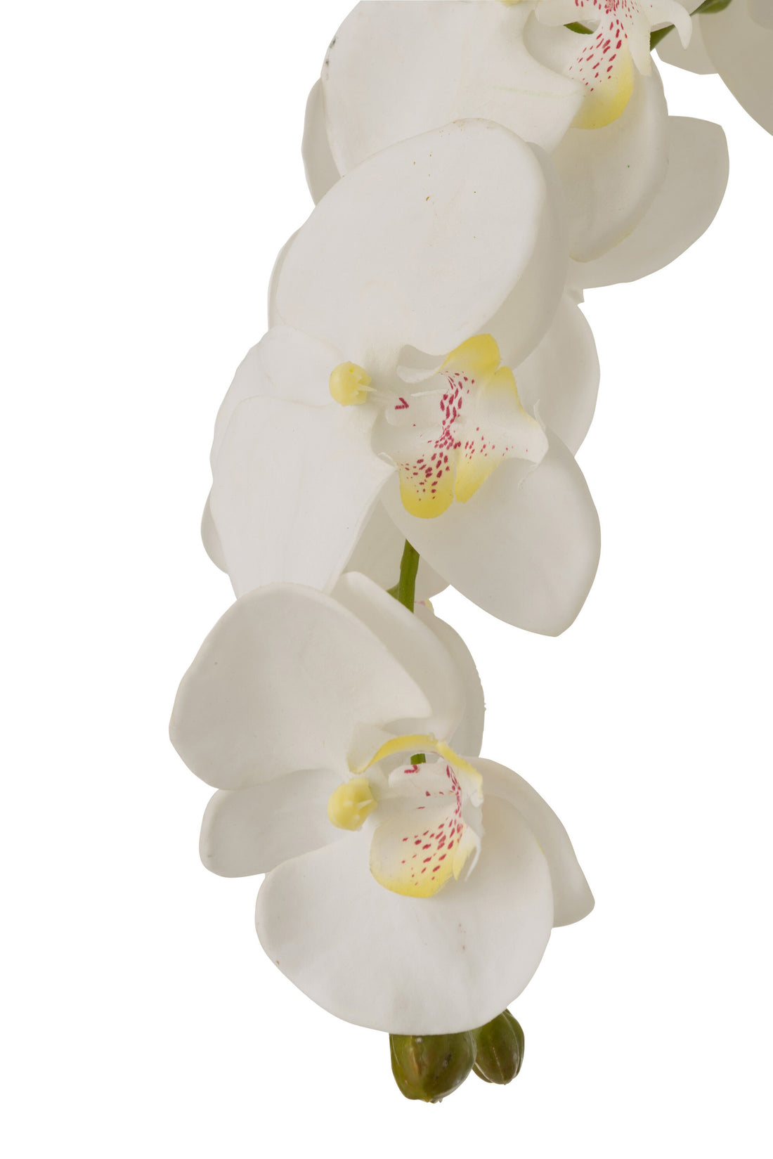 Orchidea In Terra Plastica Bianca/Verde Extra Large L60cmP53cmA104cm