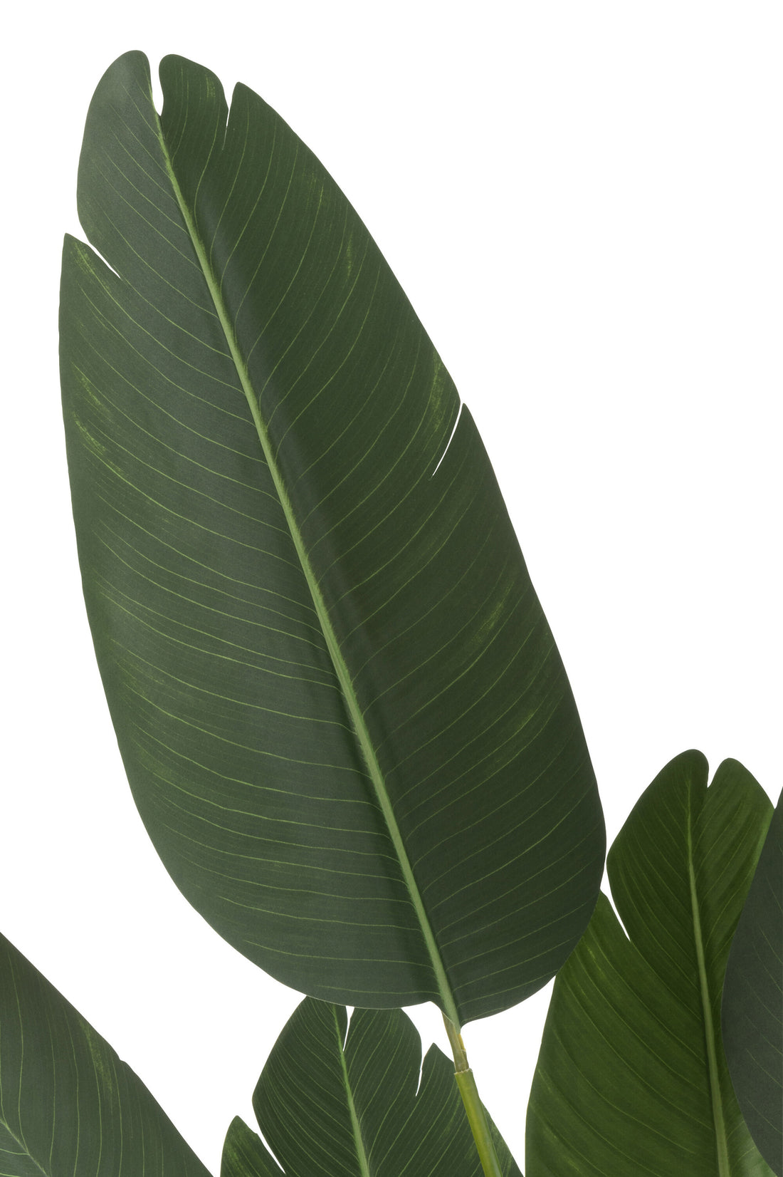 Strelitzia in Plastica Verde Piccola