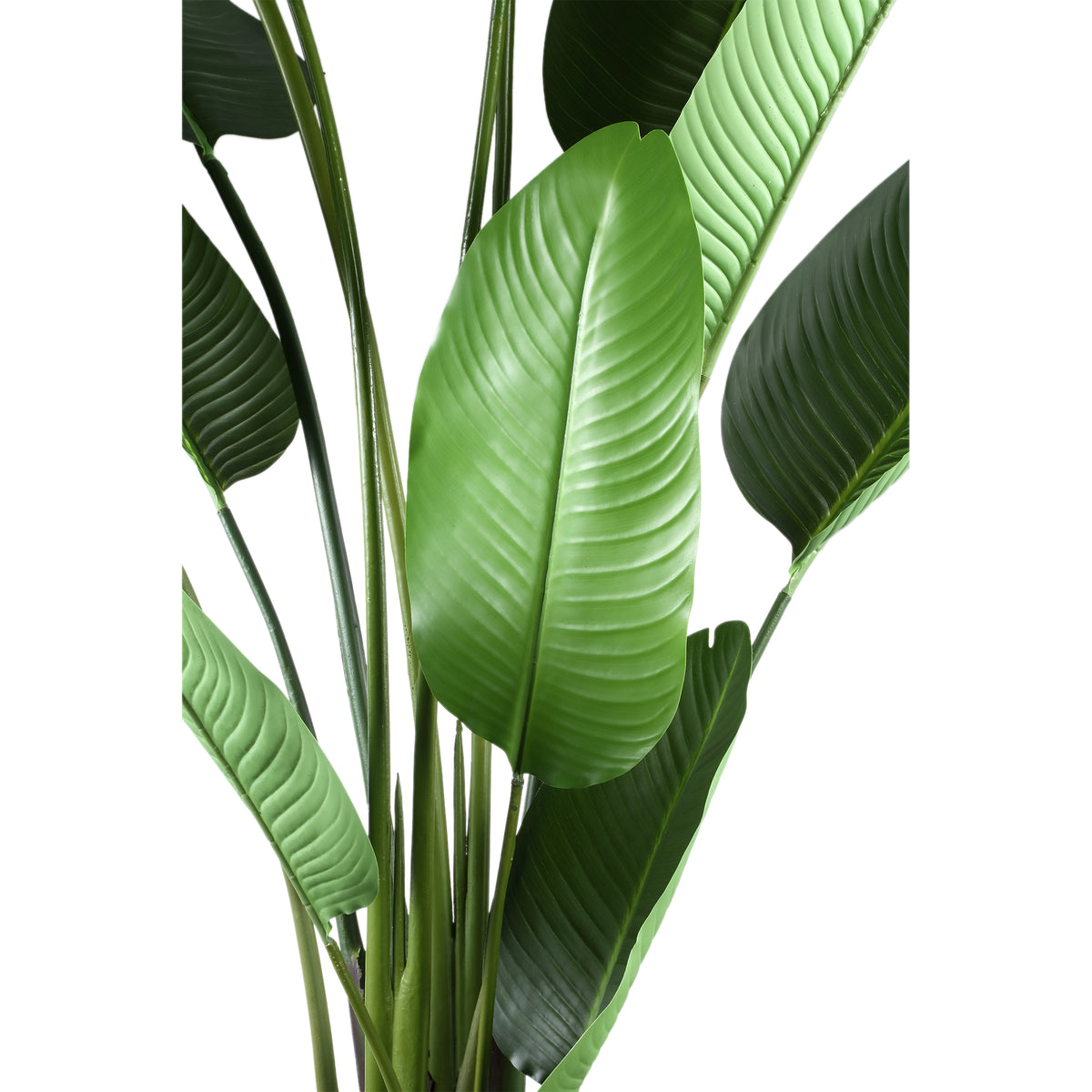 Pianta artificiale verde in PE Real Touch Strelitzia L 110x63x235cm PTMD