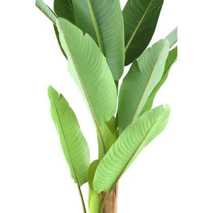 Tree Green PE Real Touch Banano S 110x108x155cm PTMD