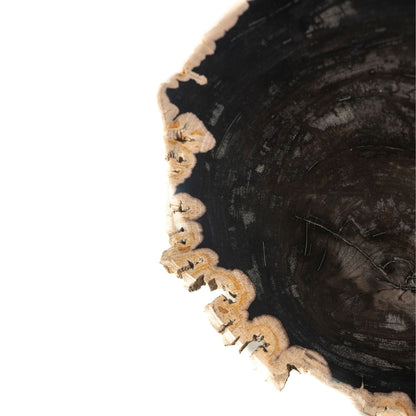 Tavolino Jisse in legno fossile nero con base a spirale PTMD