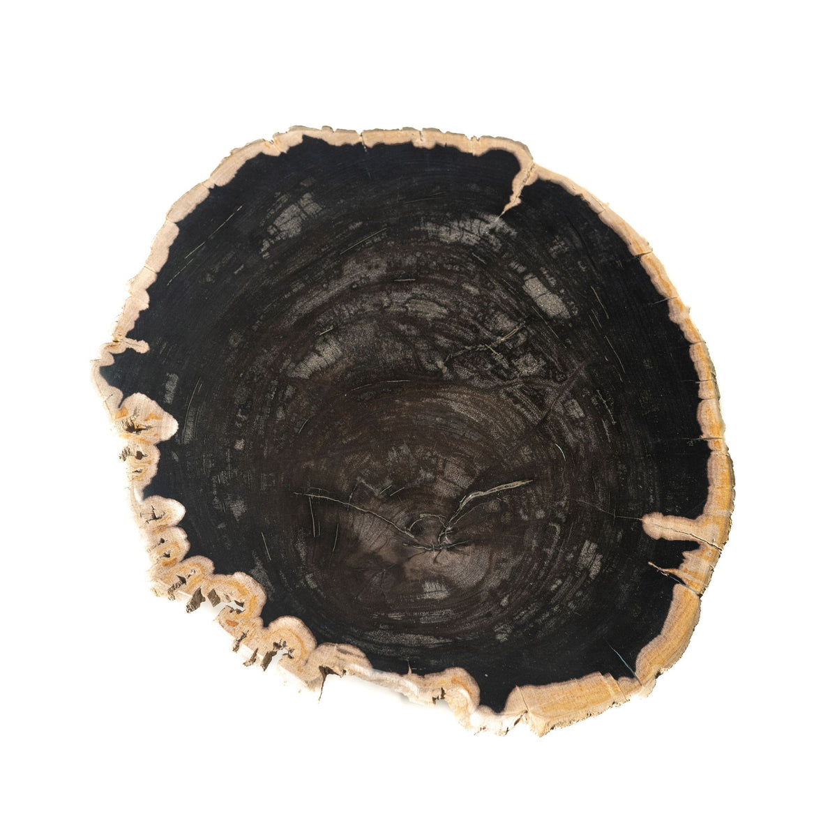 Tavolino Jisse in legno fossile nero con base a spirale PTMD