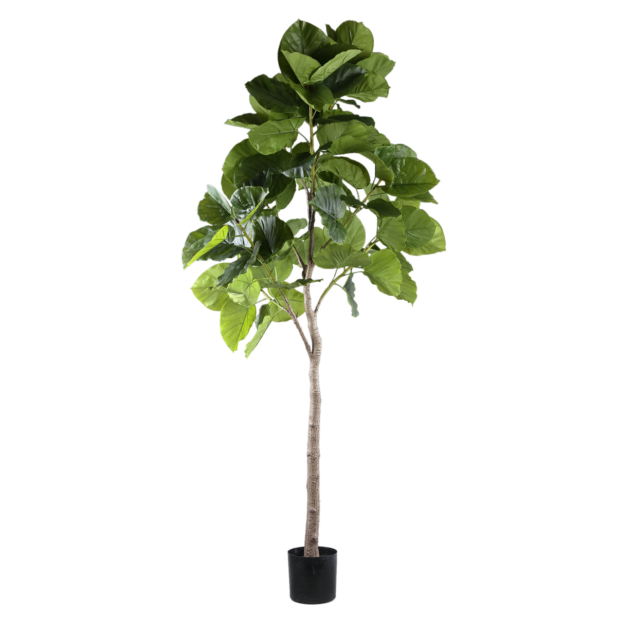 Albero verde Ficus in vaso L 118x 85x183cm PTMD