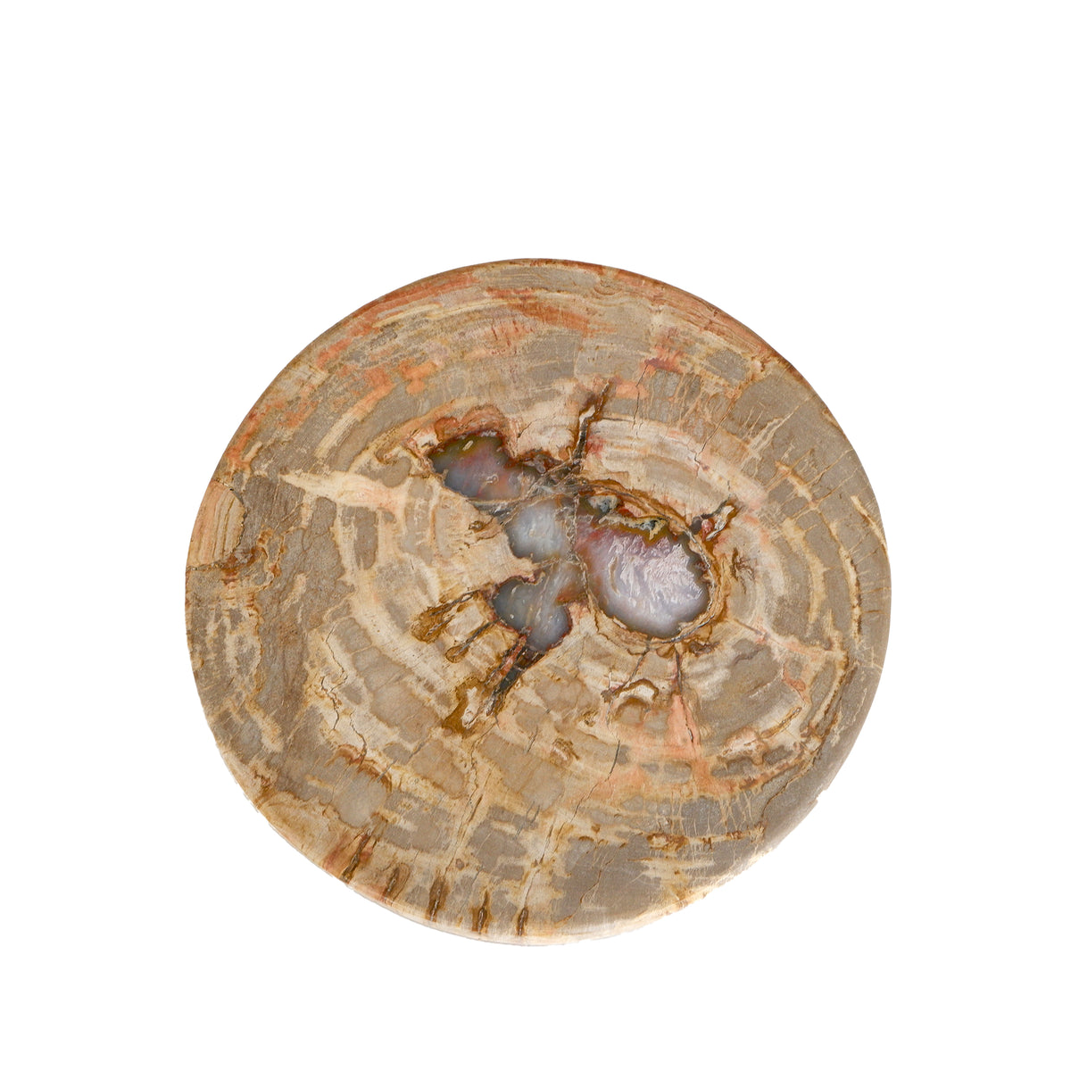 Espositore a semispfera in legno pietrificato naturale Bethe L PTMD