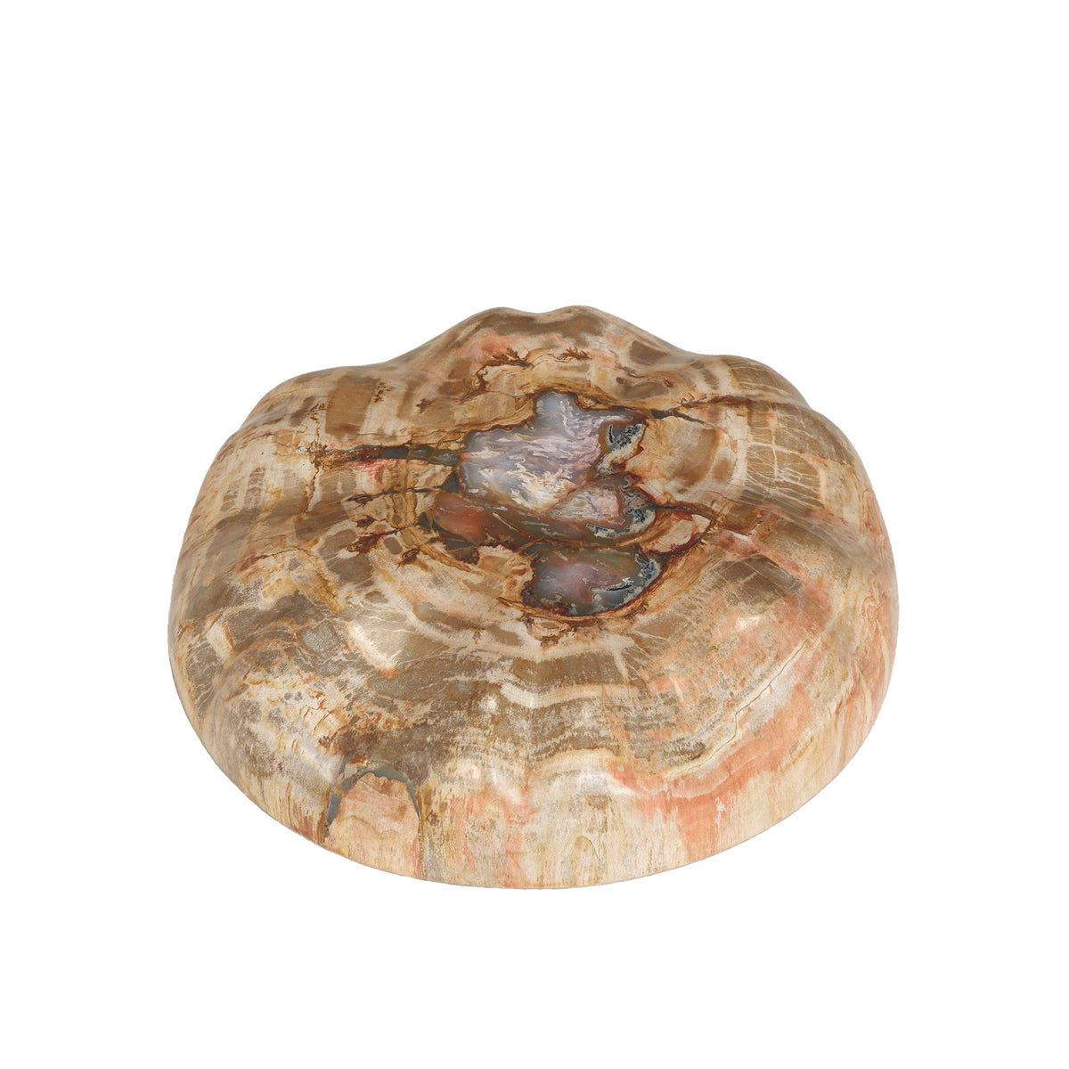 Espositore a semispfera in legno pietrificato naturale Bethe L PTMD