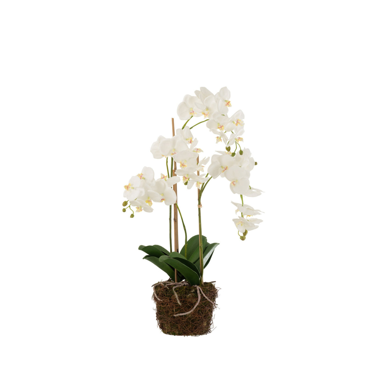 Orchidea In Terra Plastica Bianca/Verde Large 32x32x75cm