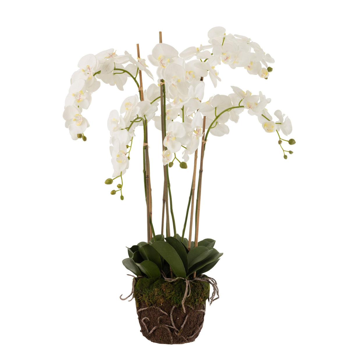 Orchidea In Terra Plastica Bianca/Verde Extra Large L60cmP53cmA104cm